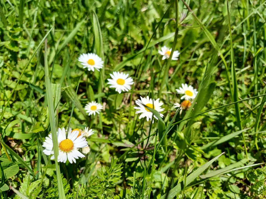 Gänseblümchen-Salbe