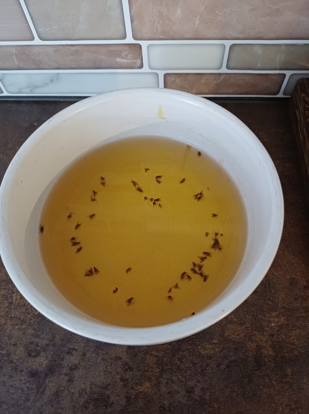 Fruchtfliegenfalle 🪰